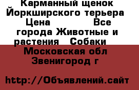 Карманный щенок Йоркширского терьера › Цена ­ 30 000 - Все города Животные и растения » Собаки   . Московская обл.,Звенигород г.